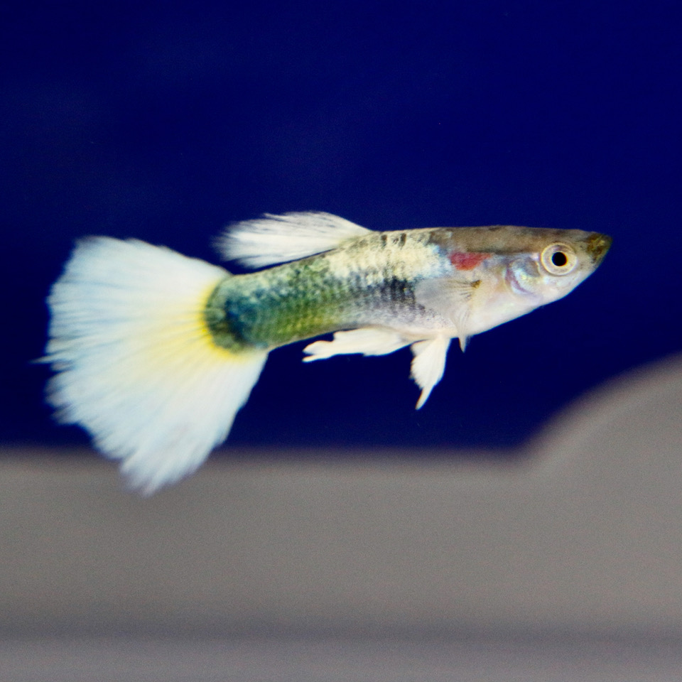 Poecilia ret.   Guppy white tuxedo M